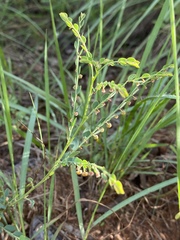 Phyllanthus parvulus