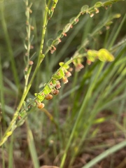 Phyllanthus parvulus