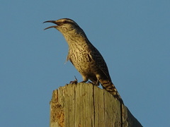 Campylorhynchus yucatanicus