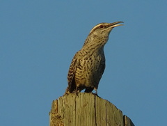 Campylorhynchus yucatanicus