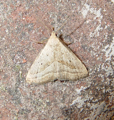 Macrochilo hypocritalis