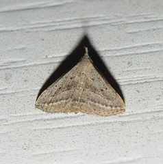 Macrochilo hypocritalis