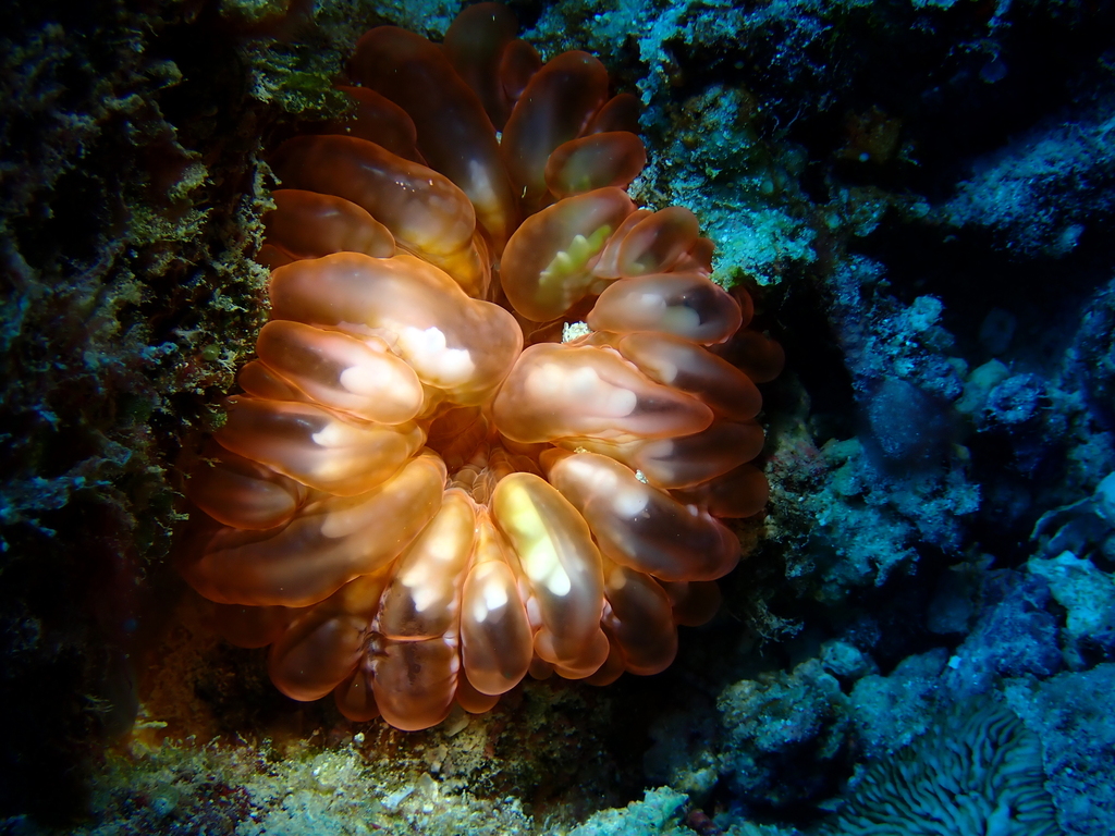 Solitary cup coral