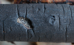 Graphostroma platystomum