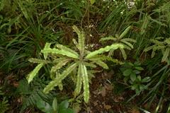 Quintinia serrata