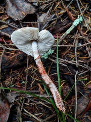 Lepiota flammeotincta