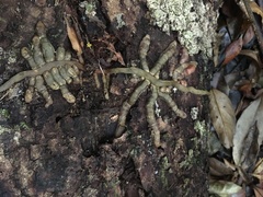 Pseudovanilla foliata