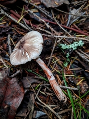 Lepiota flammeotincta