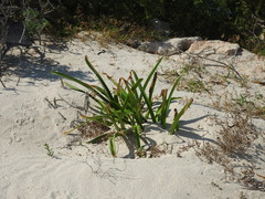 Hymenocallis littoralis