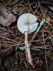 Lepiota flammeotincta