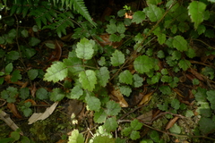 Rubus australis