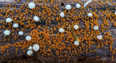 Arachnopeziza trabinelloides