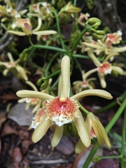 Pseudovanilla foliata