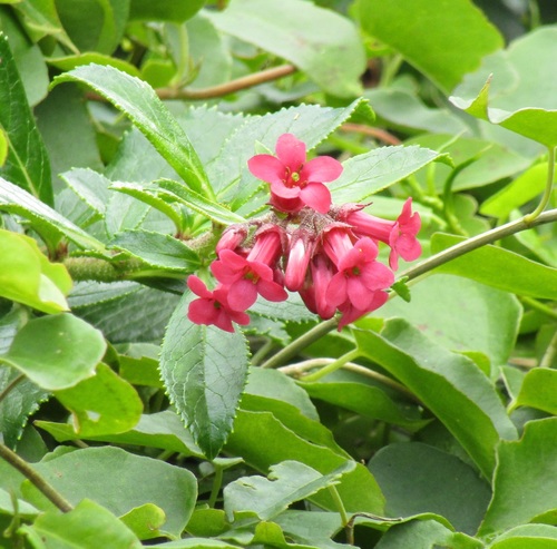 Escallonia rubra