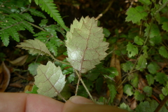 Rubus australis