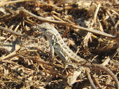Sceloporus cozumelae
