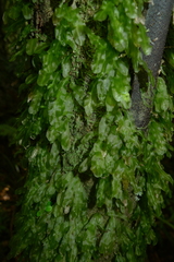 Symphyogyna subsimplex
