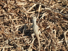 Sceloporus cozumelae