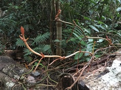 Pseudovanilla foliata