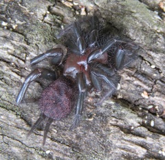 Porrhothele antipodiana