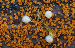 Arachnopeziza trabinelloides