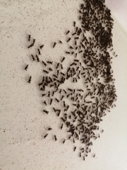 Sphyracephala hearseiana