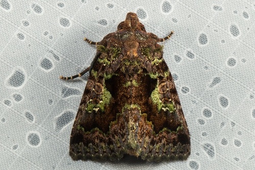 Premusia