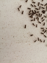 Sphyracephala hearseiana