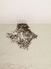 Sphyracephala hearseiana