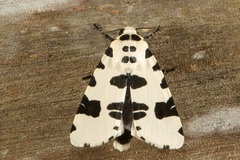 Clethrorasa pilcheri