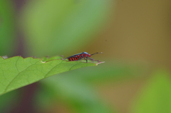 Sphictyrtus sumtuosus