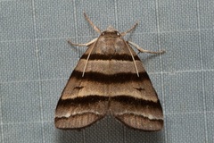 Flammona quadrifasciata