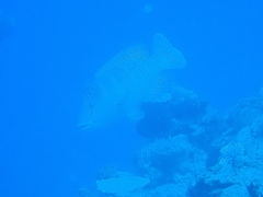 Napoleon Wrasse
