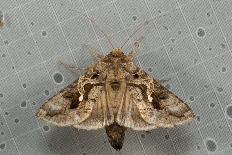 Chrysodeixis diehli