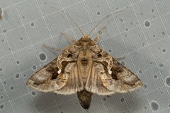 Chrysodeixis diehli