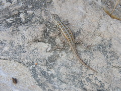 Sceloporus cozumelae