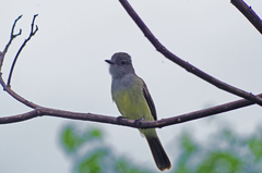 Myiarchus phaeocephalus