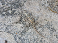 Sceloporus cozumelae