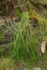 Phlegmariurus billardierei