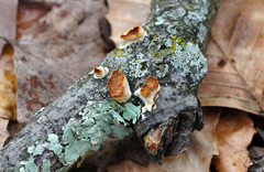 Scytinostroma artocreas