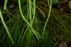 Phlegmariurus billardierei