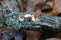 Scytinostroma artocreas