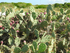 Opuntia stricta