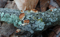 Scytinostroma artocreas