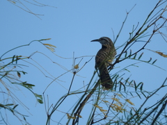 Campylorhynchus yucatanicus