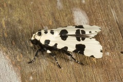 Clethrorasa pilcheri