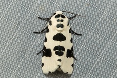 Clethrorasa pilcheri