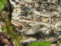 Aspidoscelis angusticeps angusticeps