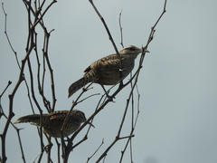 Campylorhynchus yucatanicus