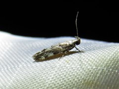 Coleotechnites australis